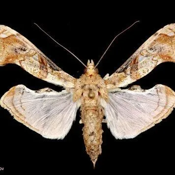 thumbnail for publication: Erythrina moths Terastia meticulosalis Guenée and Agathodes designalis Guenée